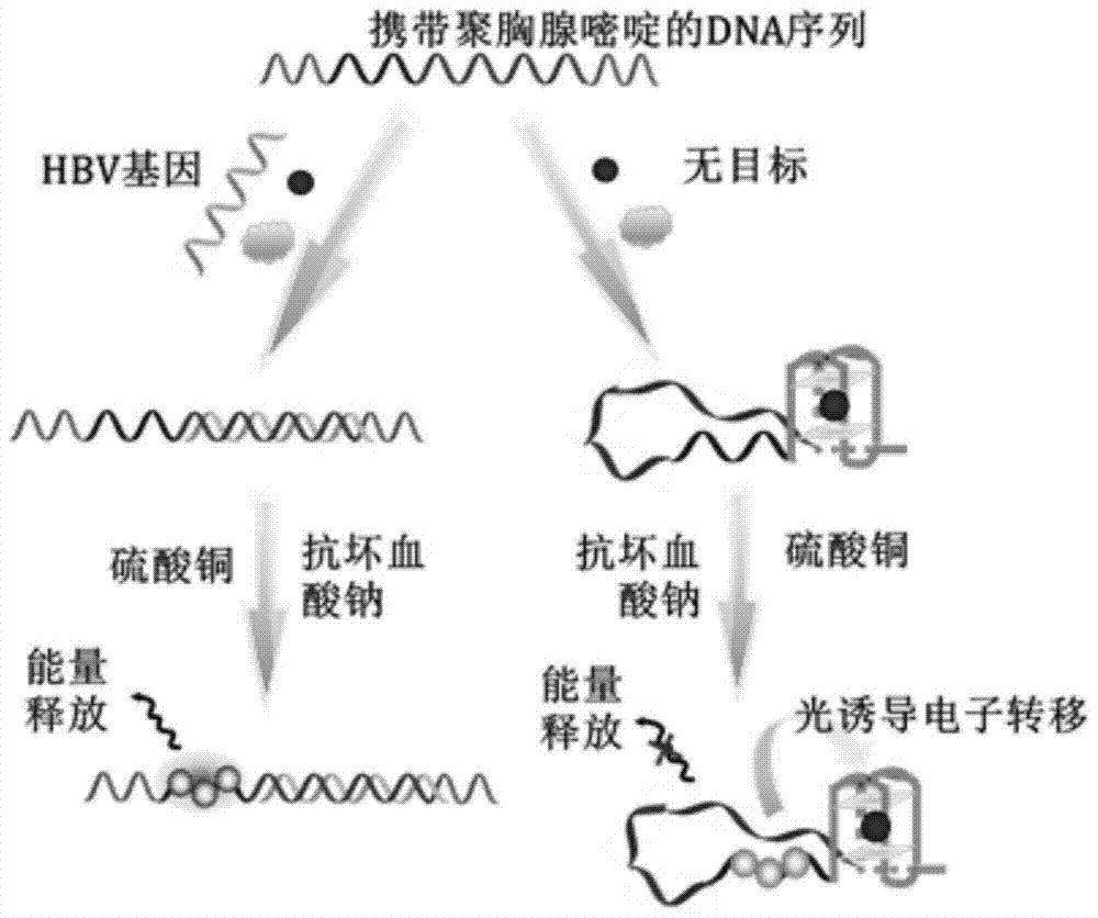 Preparation method and application of a fluorescent biosensor