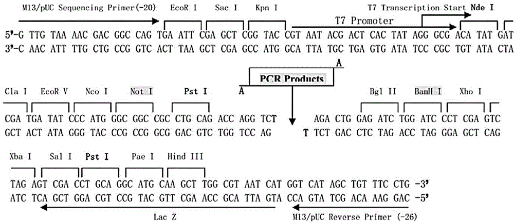 PD-1 gene armored RNA standard substance and applications thereof