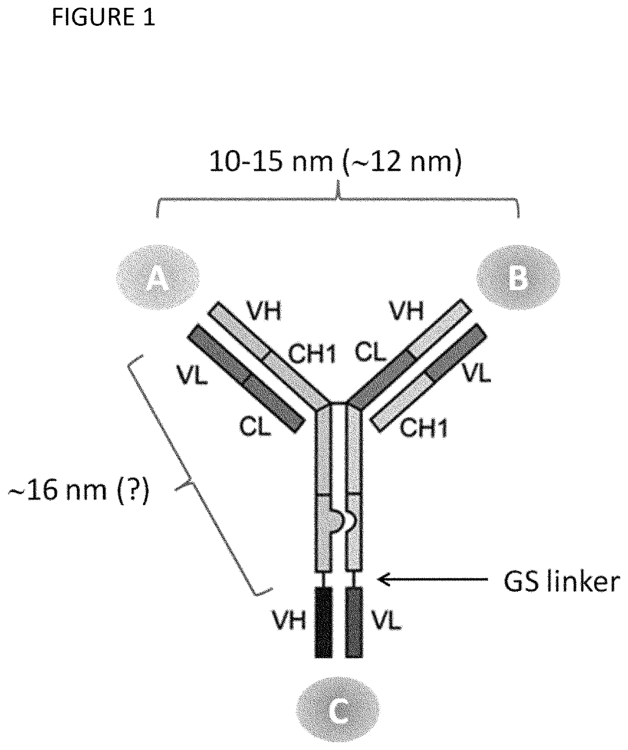 Tri-specific antibodies for HIV therapy