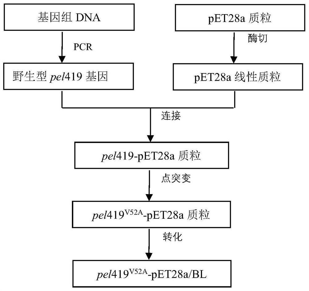 Pectic lyase mutant [delta]Pel419 as well as coding gene, preparation method and application thereof