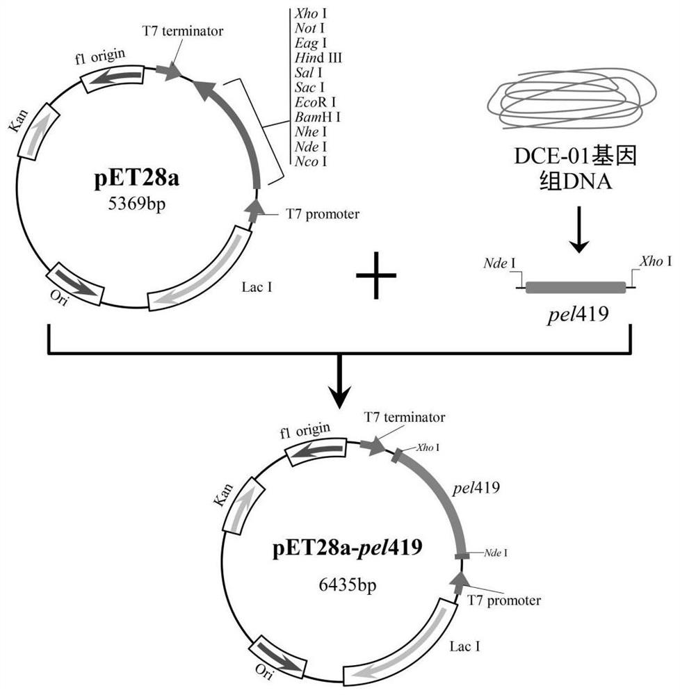 Pectic lyase mutant [delta]Pel419 as well as coding gene, preparation method and application thereof