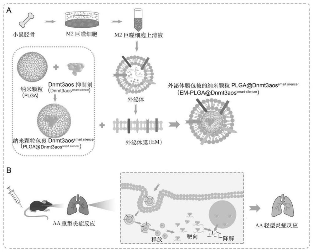 A kind of macrophage exosome membrane-coated biomimetic nanoparticle and its preparation method and application