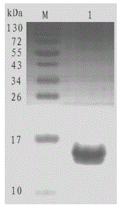 B-cell epitope peptide of heart fatty acid binding protein (H-FABP), antibody and applications thereof