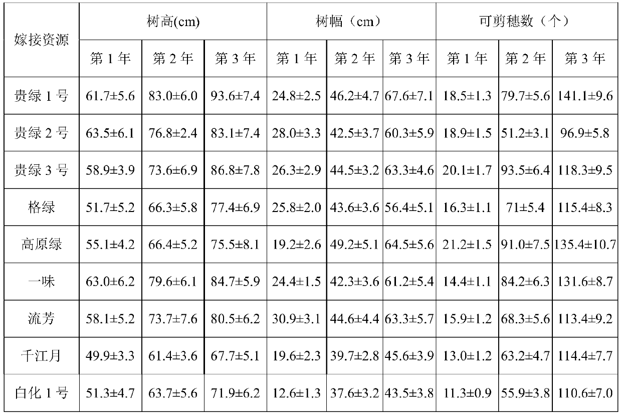 A method for grafting and rapid propagation of tea tree specific germplasm resources