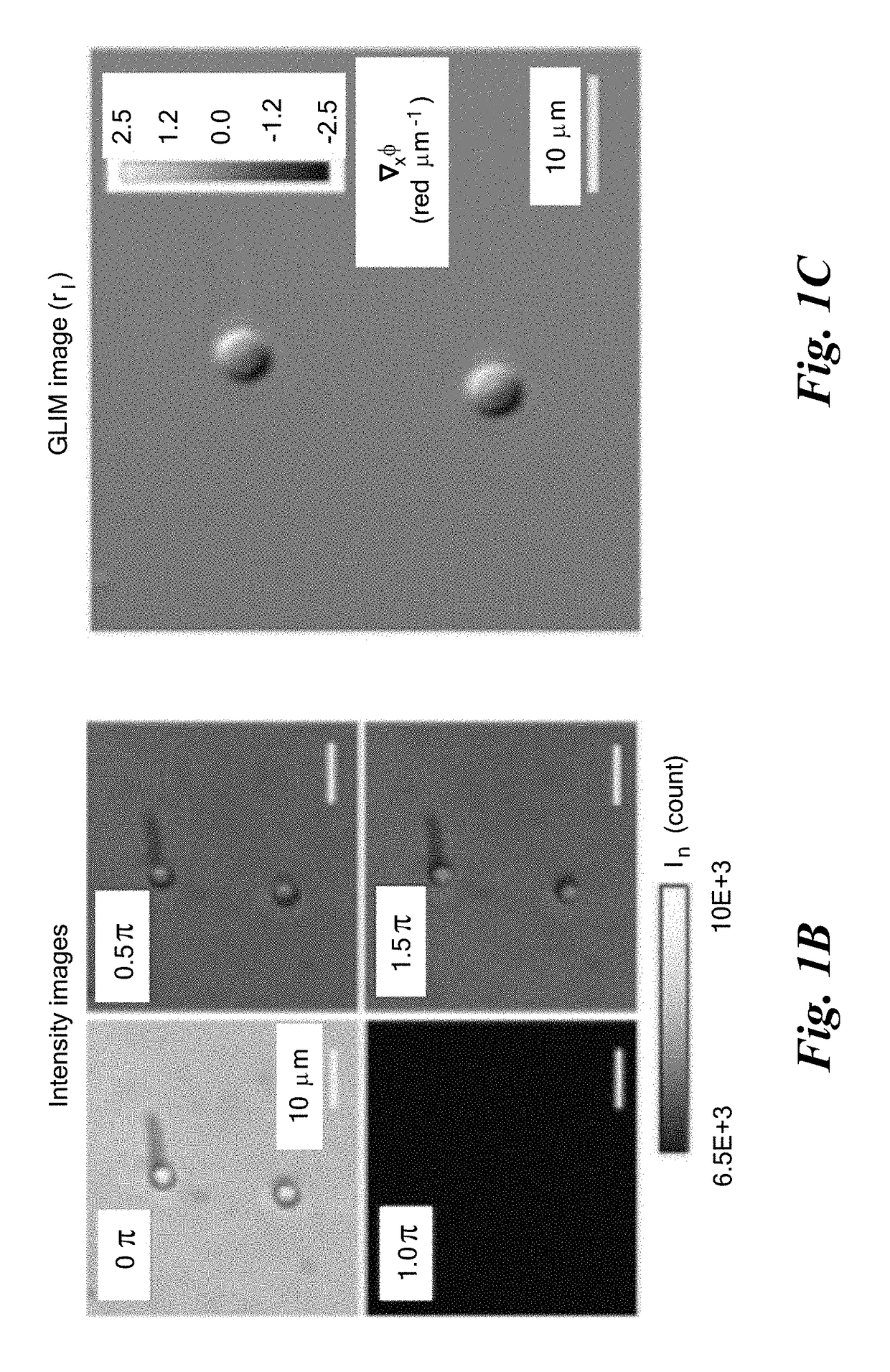 Gradient light interference microscopy for 3D imaging of unlabeled specimens
