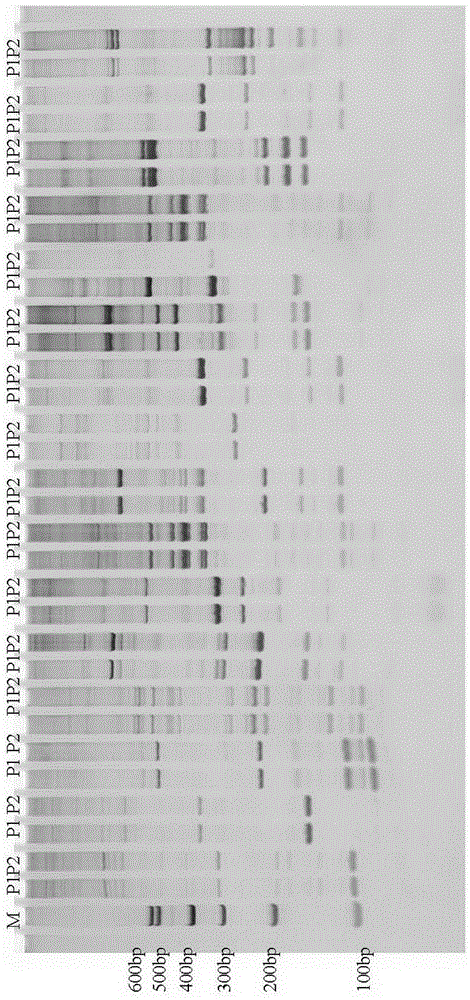 Srap molecular marker closely linked to tomato male sterility gene and its obtaining method