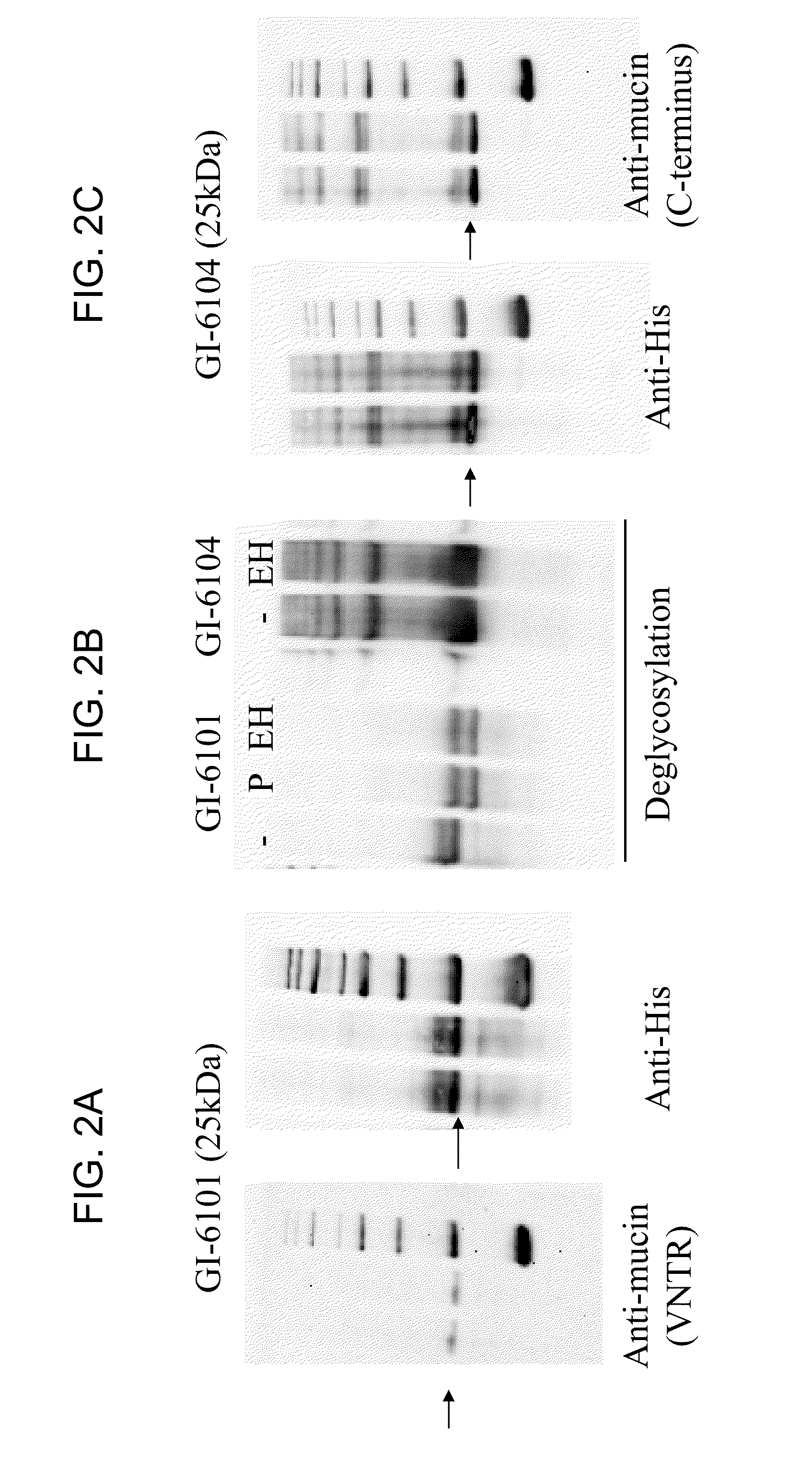 Yeast-muc1 immunotherapeutic compositions and uses thereof