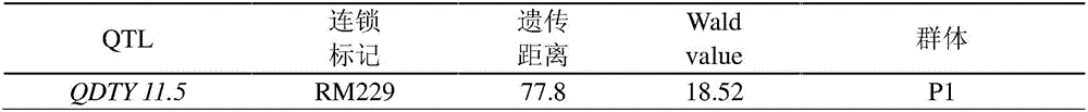 Gene QDTY11.5&lt;IR66897B&gt; for substantially enhancing drought tolerance of rice in reproductive stage, and molecular marking method thereof