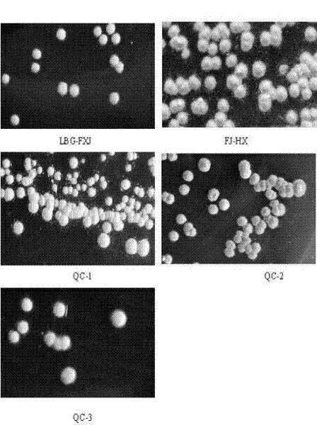 Strain for generating geosmin and screening method thereof