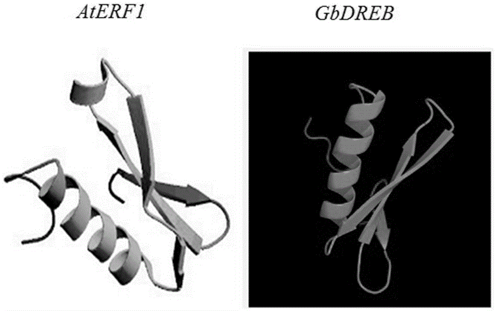 Application of cotton GbDREB gene in resisting verticillium wilt