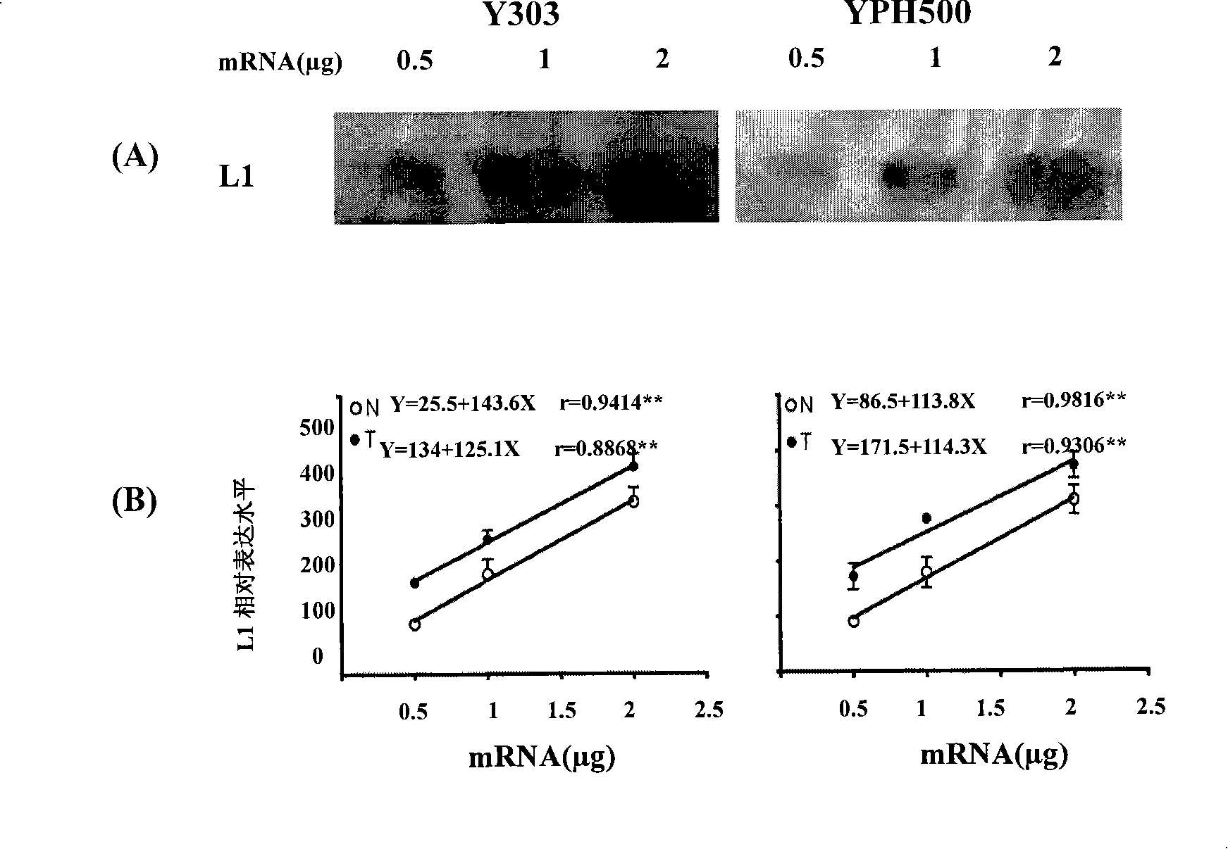 Establishment of HPV gene yeast external translating system