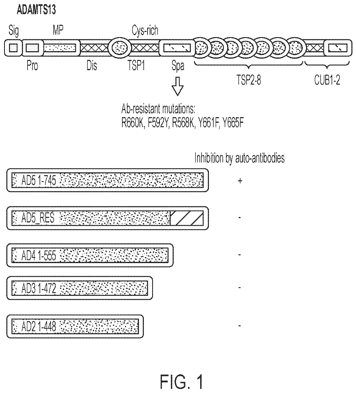 Red blood cells expressing von willebrand factor protease and methods of use thereof