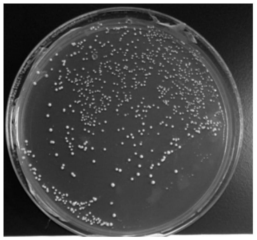 Specific lactic acid bacteria culture medium and culture method and application thereof