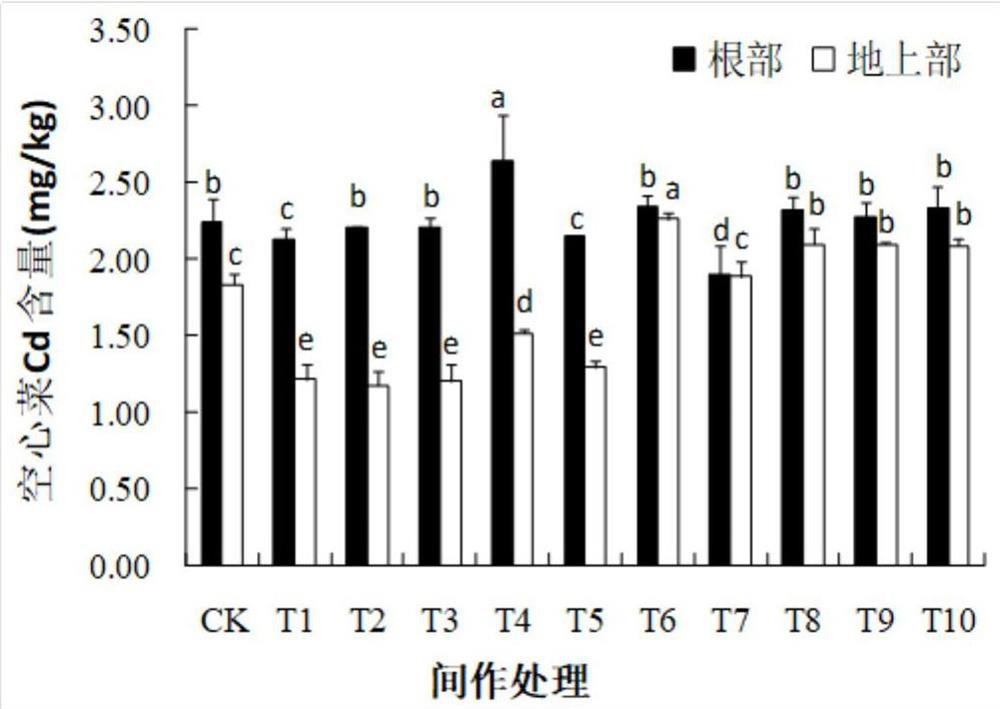 A method for repairing cd polluted soil by intercropping herbaceous plants and water spinach