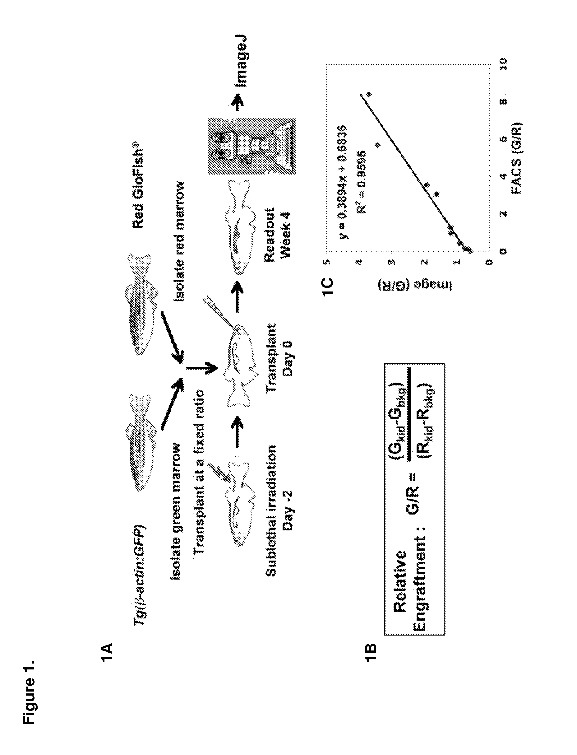 Methods for enhancing hematopoietic stem/progenitor cell engraftment