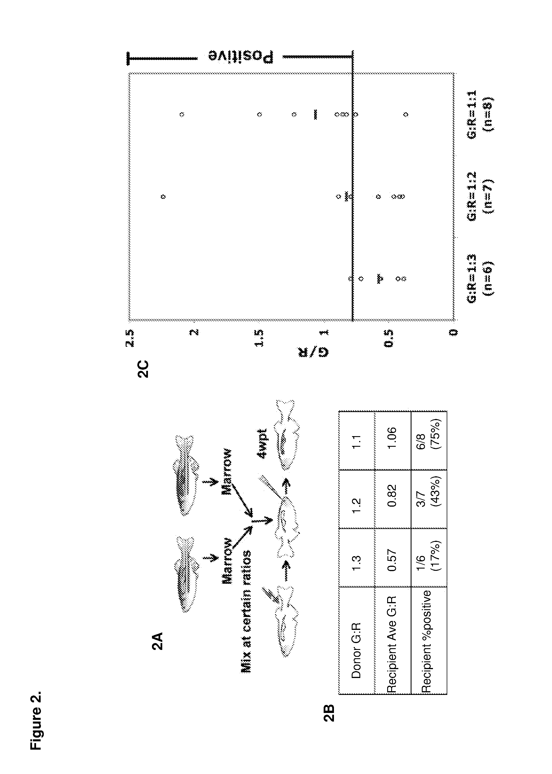 Methods for enhancing hematopoietic stem/progenitor cell engraftment
