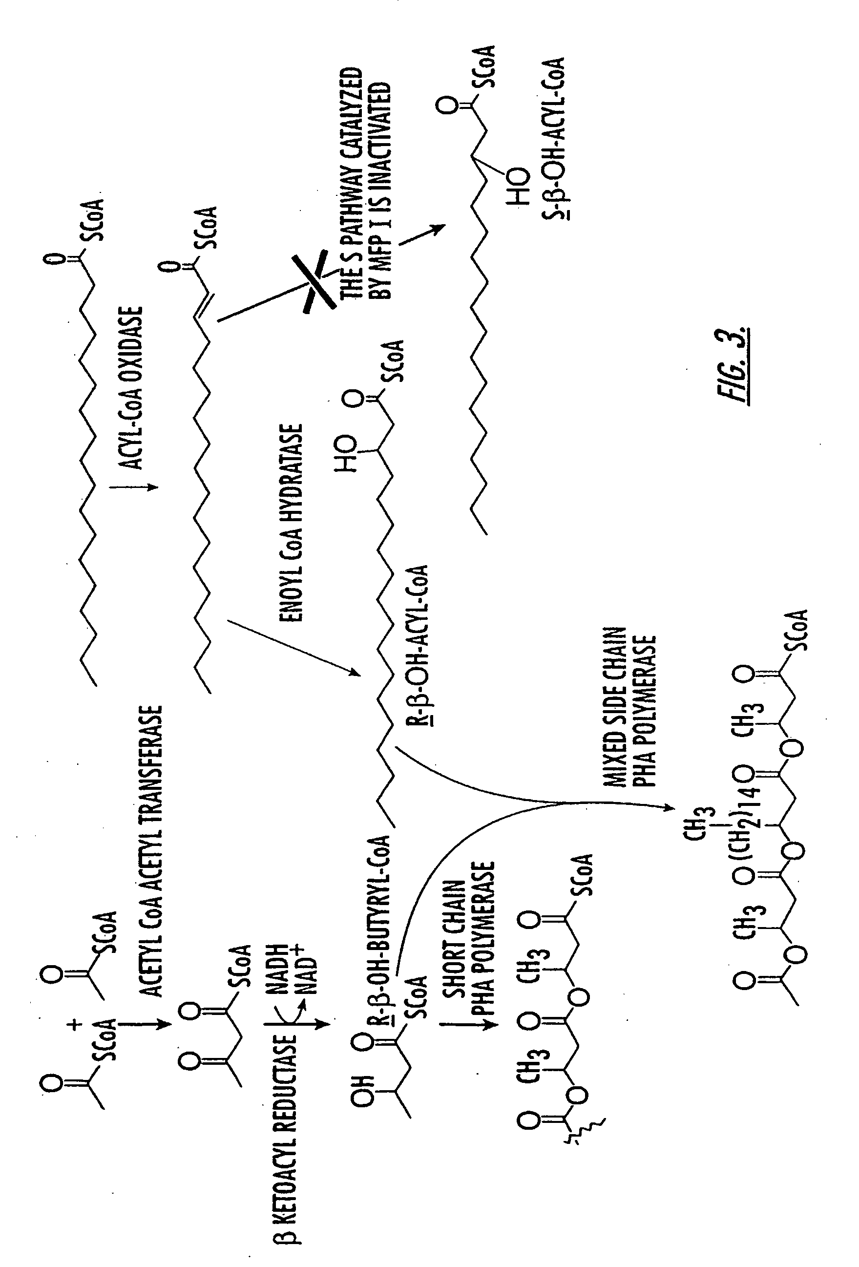 Production of polyhydroxyalkanoate in plants
