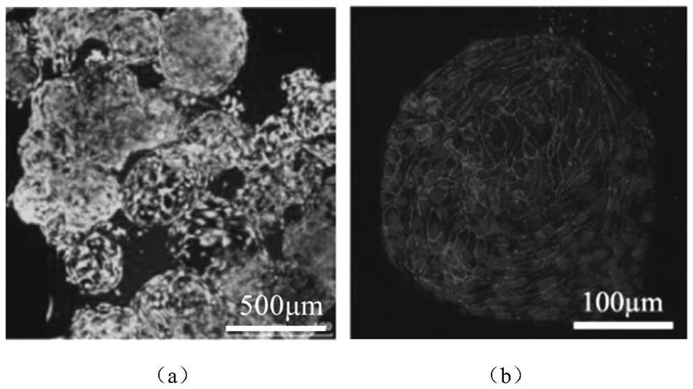 Anti-degradation gelatin microspheres, artificial liver model and construction method and application of artificial liver model