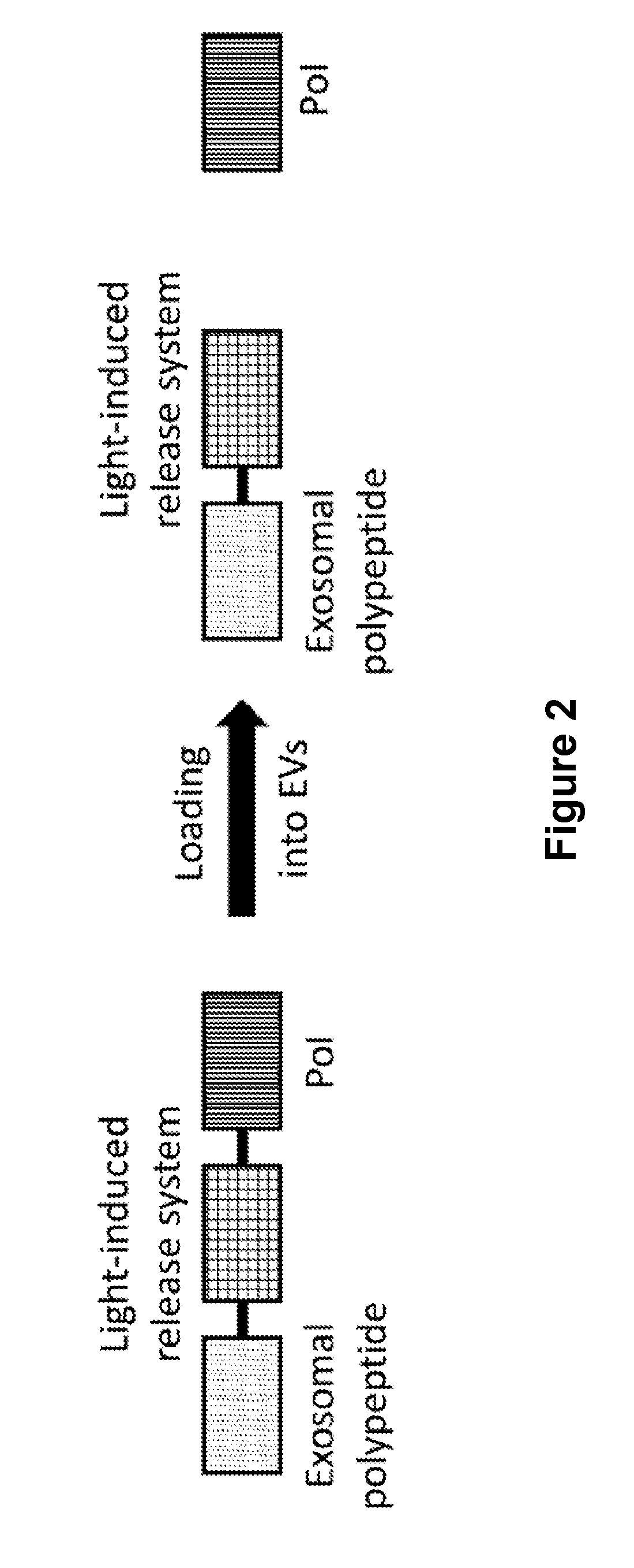 Exosomes comprising therapeutic polypeptides