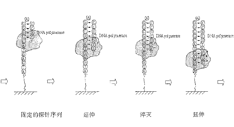 Nucleic acid sequencing method based on fluorescence quenching