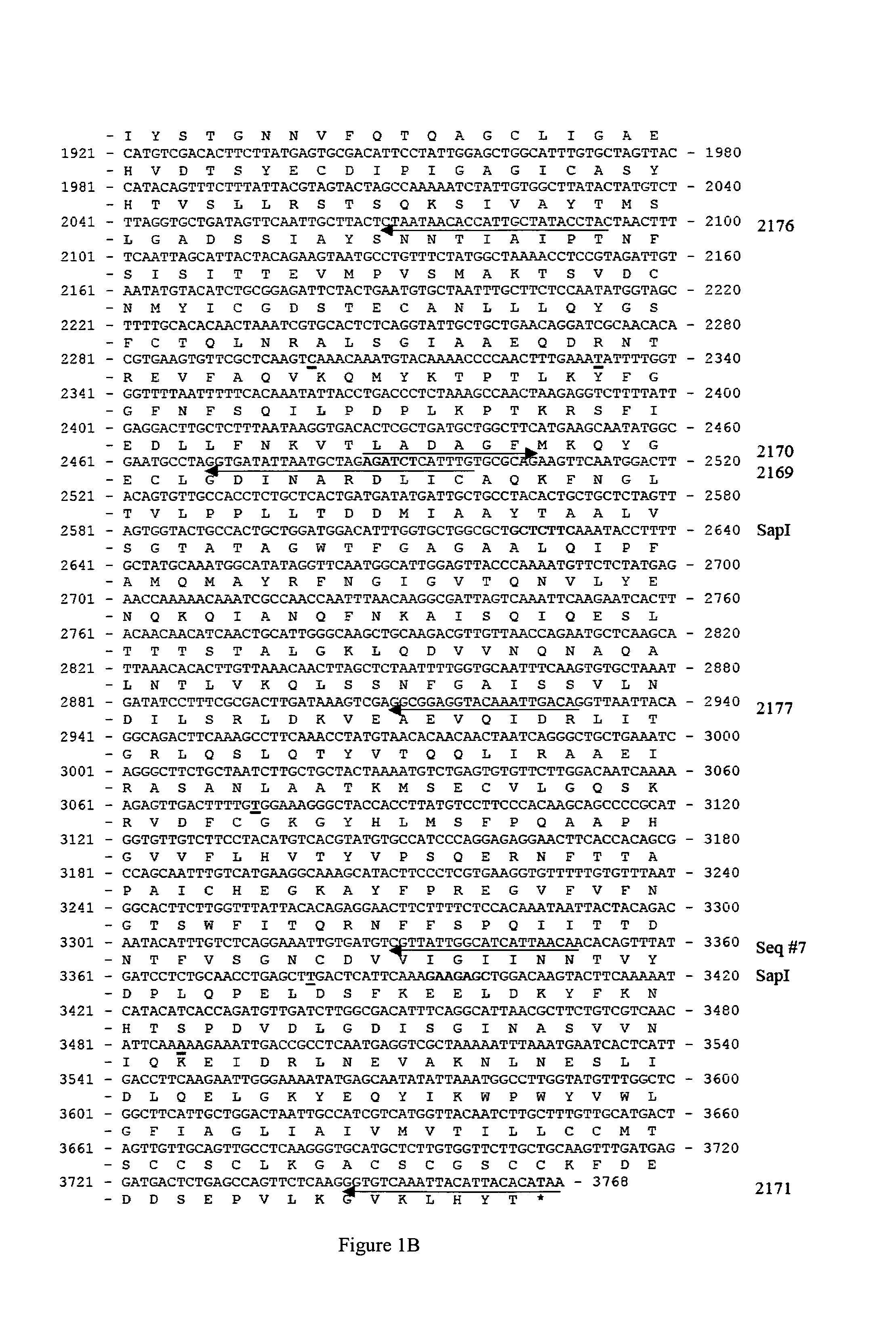 Vectors expressing SARS immunogens, compositions containing such vectors or expression products thereof, methods and assays for making and using