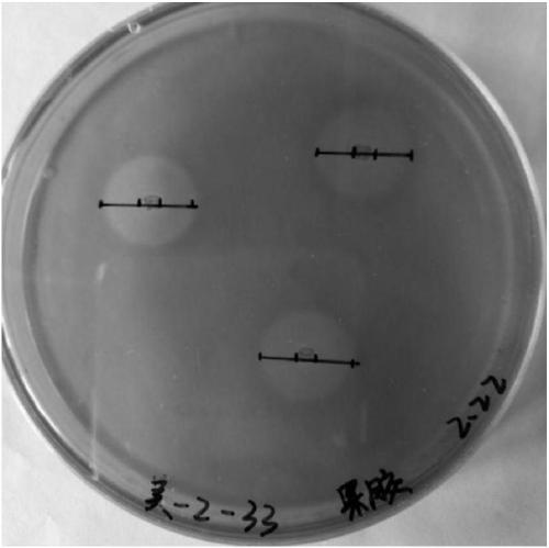 Bacillus tequilensis CAS-MEI-2-33 and application thereof