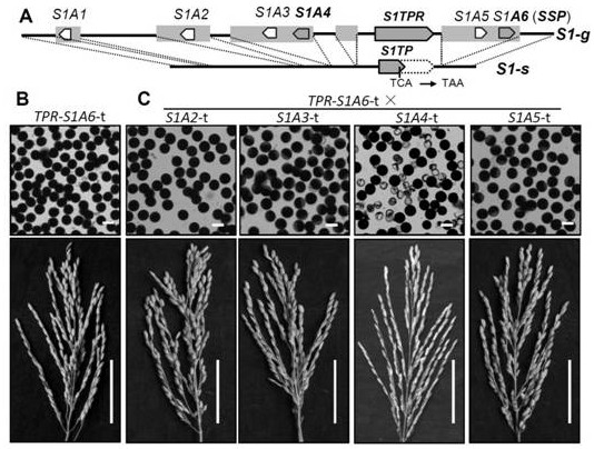 A gene s1a4 controlling sterility in Asian-African rice hybrids and its application