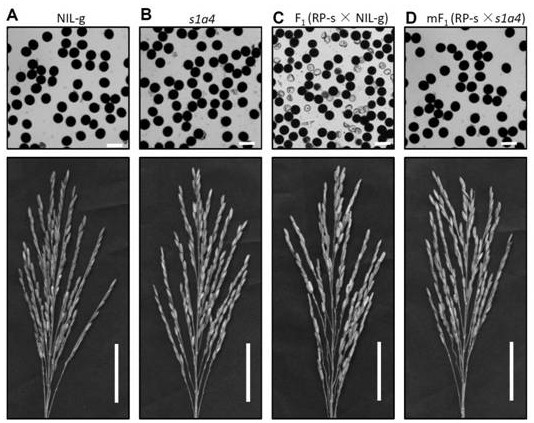 A gene s1a4 controlling sterility in Asian-African rice hybrids and its application