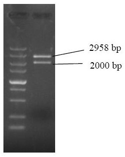 Recombinant baculovirus expressing porcine circovirus type 3 truncated cap protein and its construction method and primers