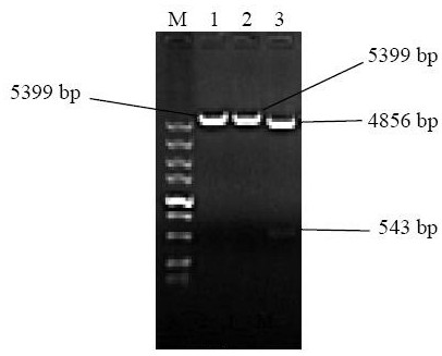 Recombinant baculovirus expressing porcine circovirus type 3 truncated cap protein and its construction method and primers