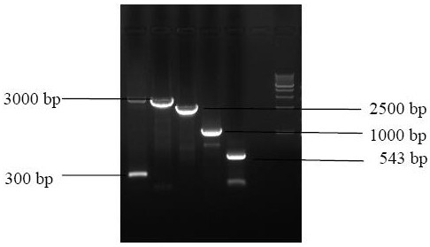 Recombinant baculovirus expressing porcine circovirus type 3 truncated cap protein and its construction method and primers