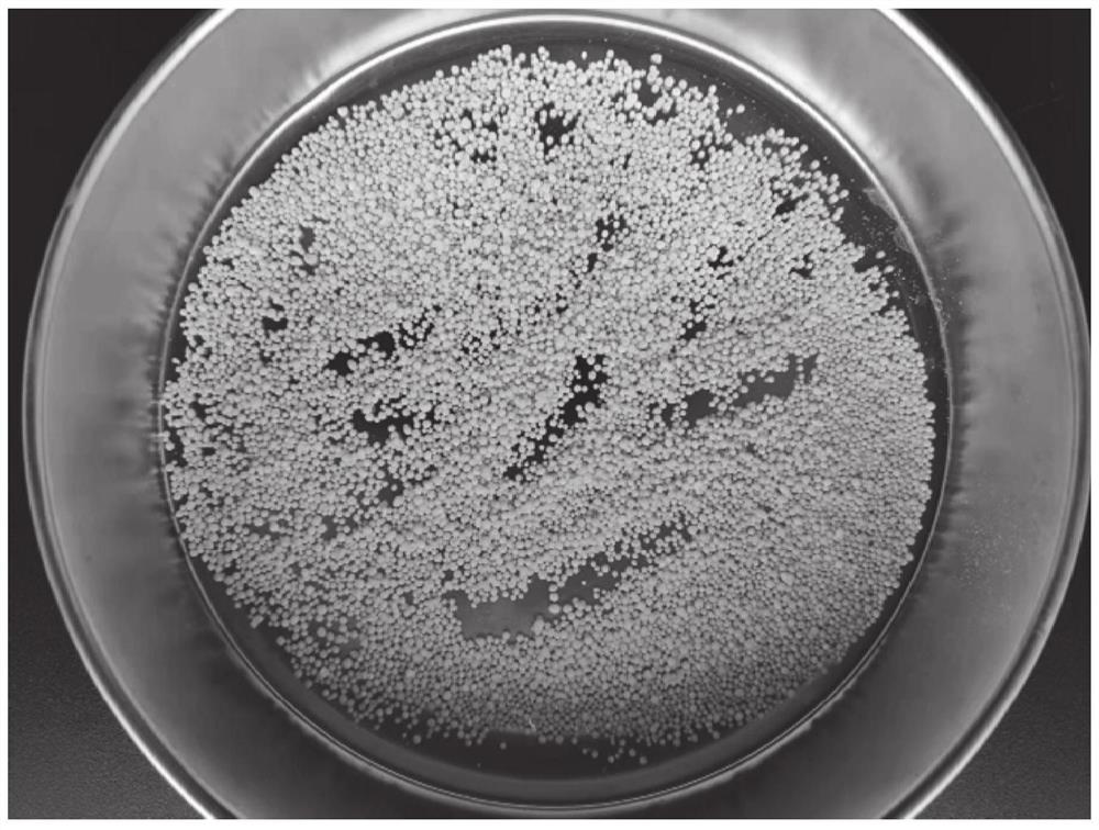 Porous granular ammonium nitrate fuel oil explosive with stable and safe performance