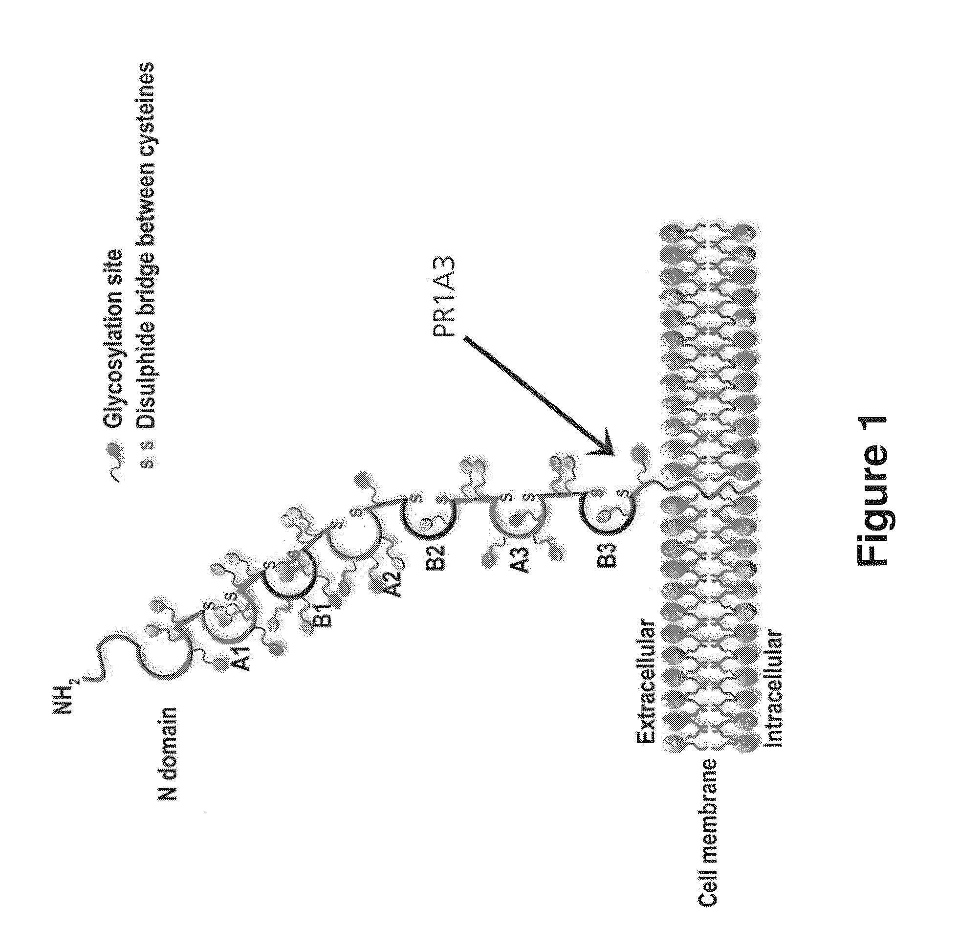 Antibodies to carcinoembryonic antigen (CEA), methods of making same, and uses thereof