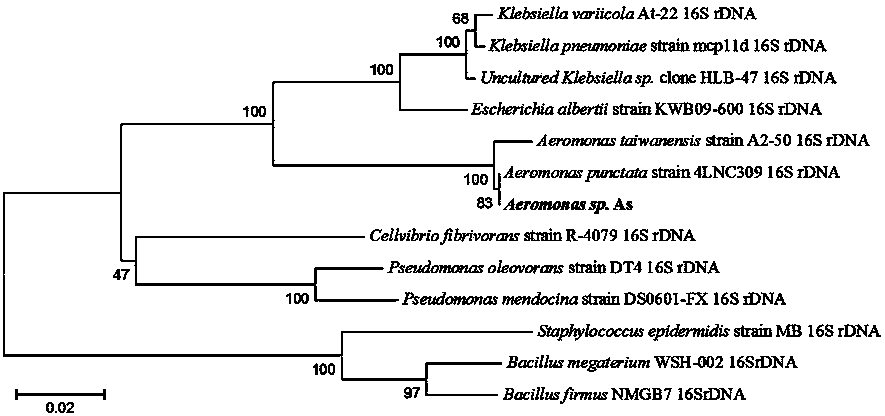 Pullulanase, pullulanase producing strain and application of pullulanase