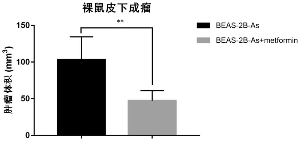 Application of metformin in preparation of medicine for preventing arsenic-induced lung cancer