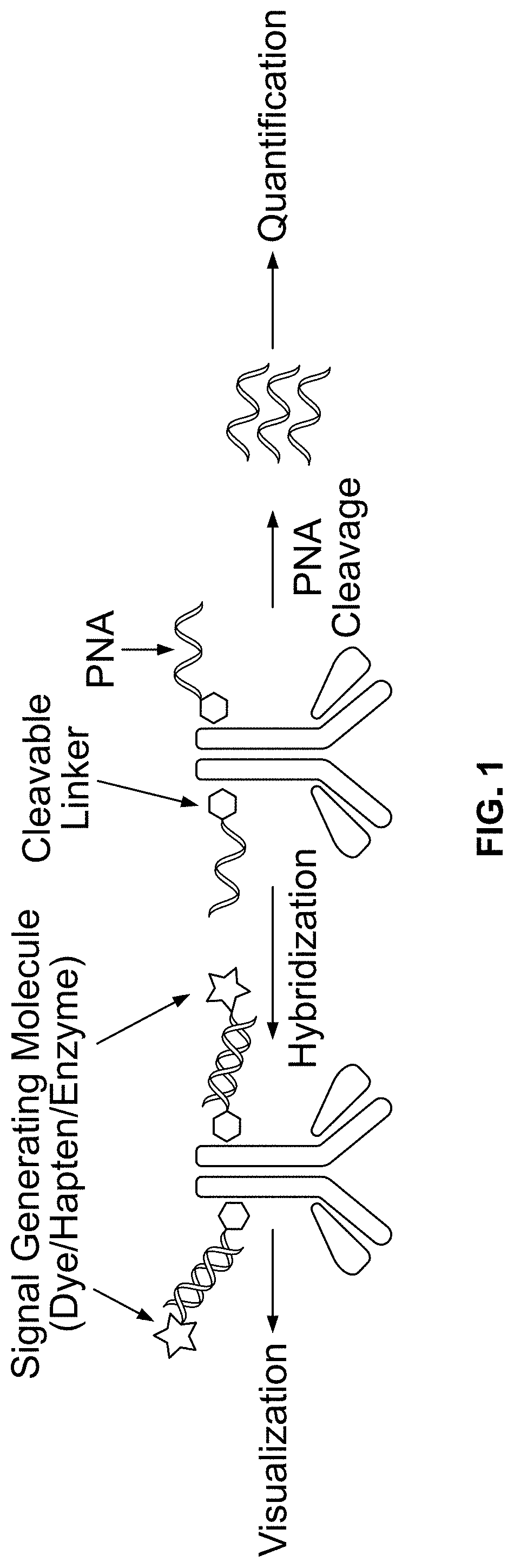 Peptide nucleic acid conjugates