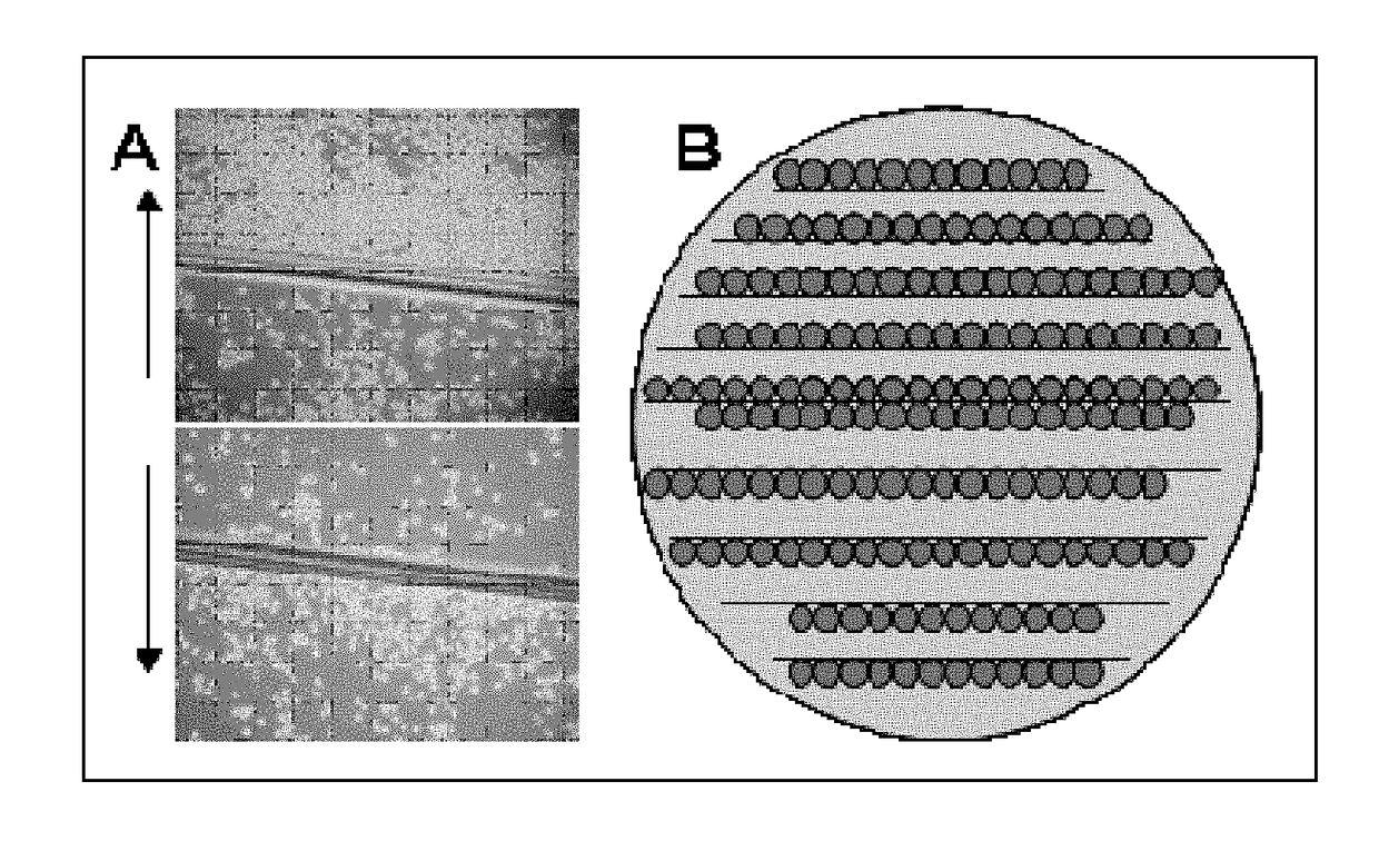 In vitro biosimulator to induce pattern formation in non-adherent cells