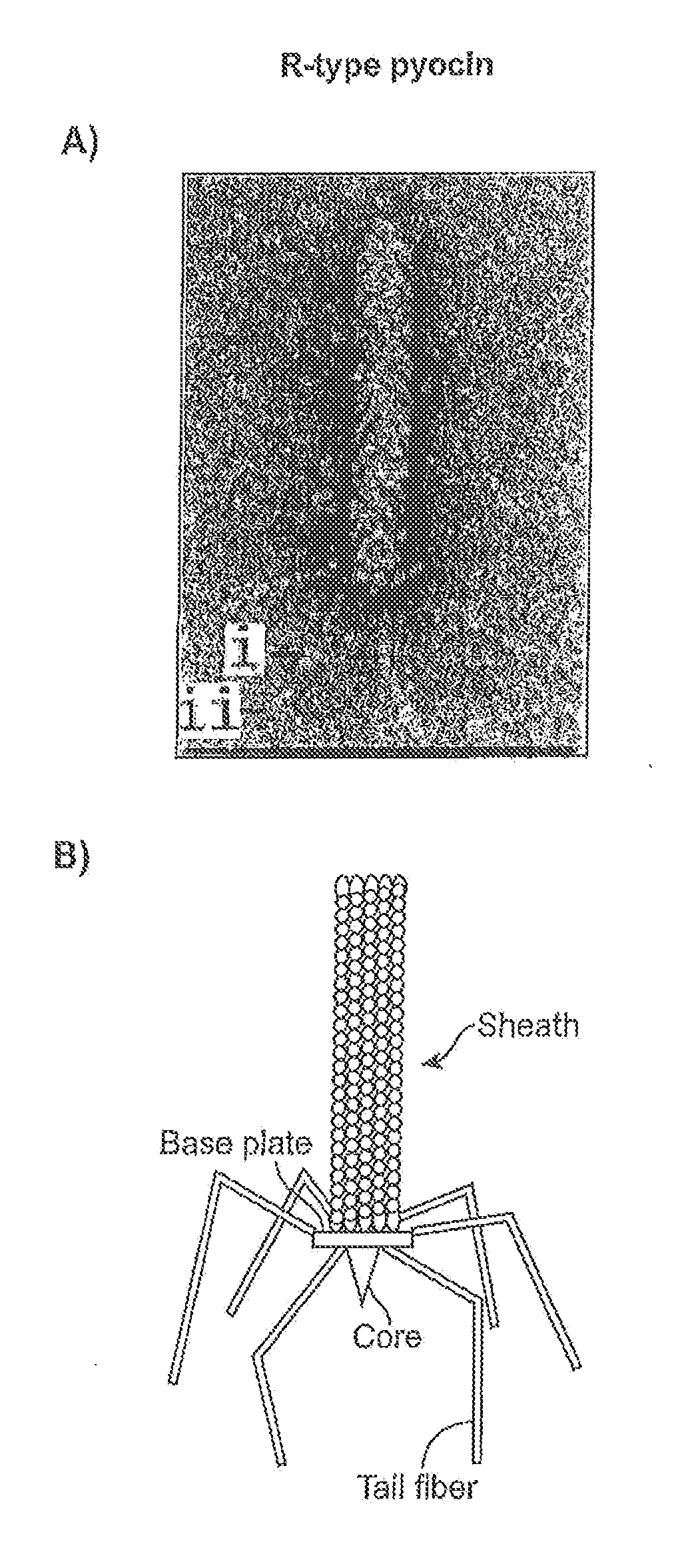 Recombinant bacteriophage and methods for their use