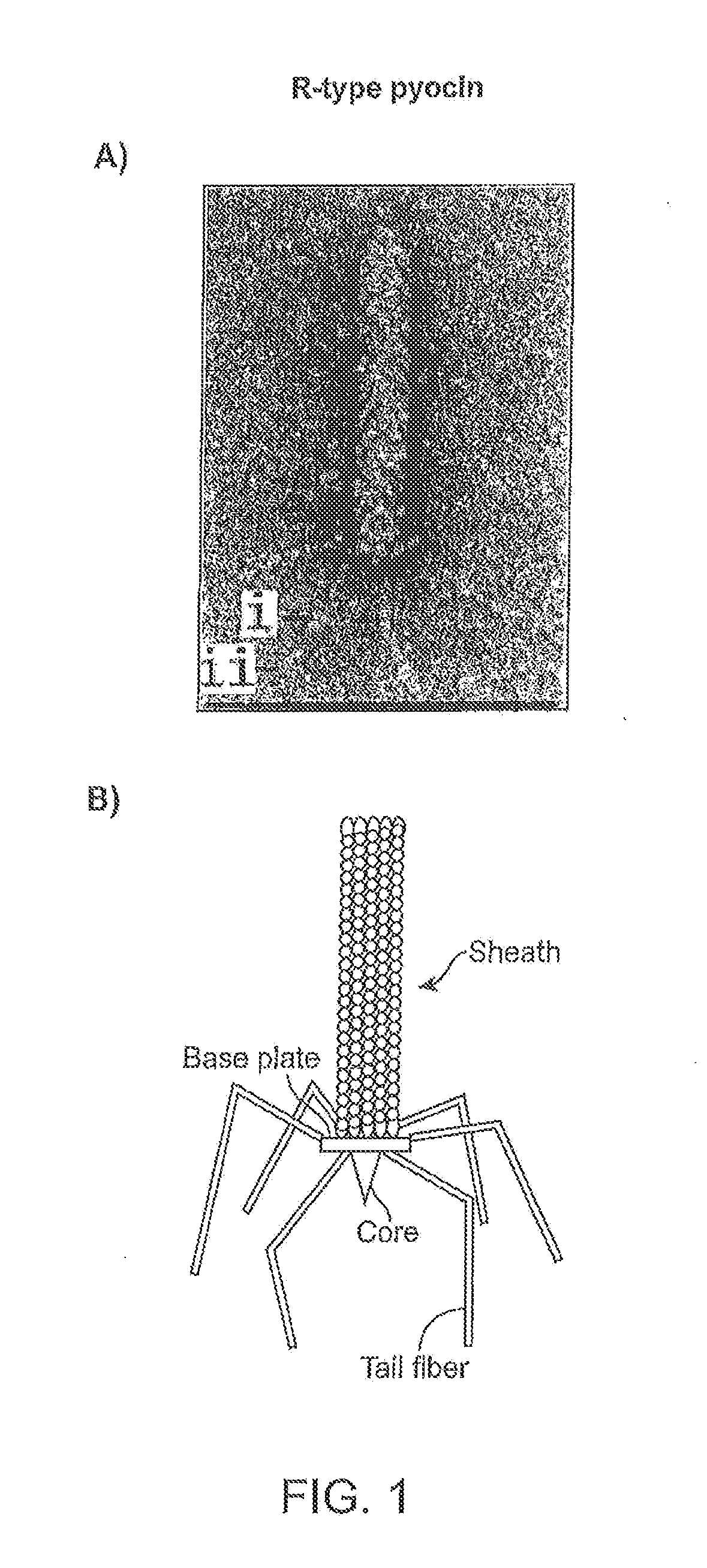 Recombinant bacteriophage and methods for their use