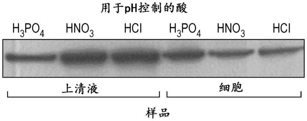 Methods of cultivating bordetella species