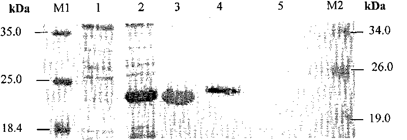 Preparation for PRRSV-N-IgY antibody and application thereof in detecting PRRSV