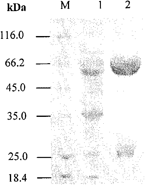 Preparation for PRRSV-N-IgY antibody and application thereof in detecting PRRSV