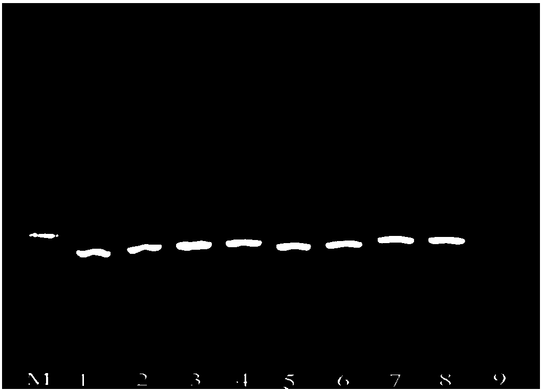 Method for identifying capparis spinosa and capparis tenera and application thereof