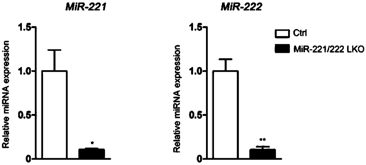 MiR-221/222 and application of its inhibitor in preparation of drugs to regulate liver fat deposition, liver fibrosis and liver cell carcinoma