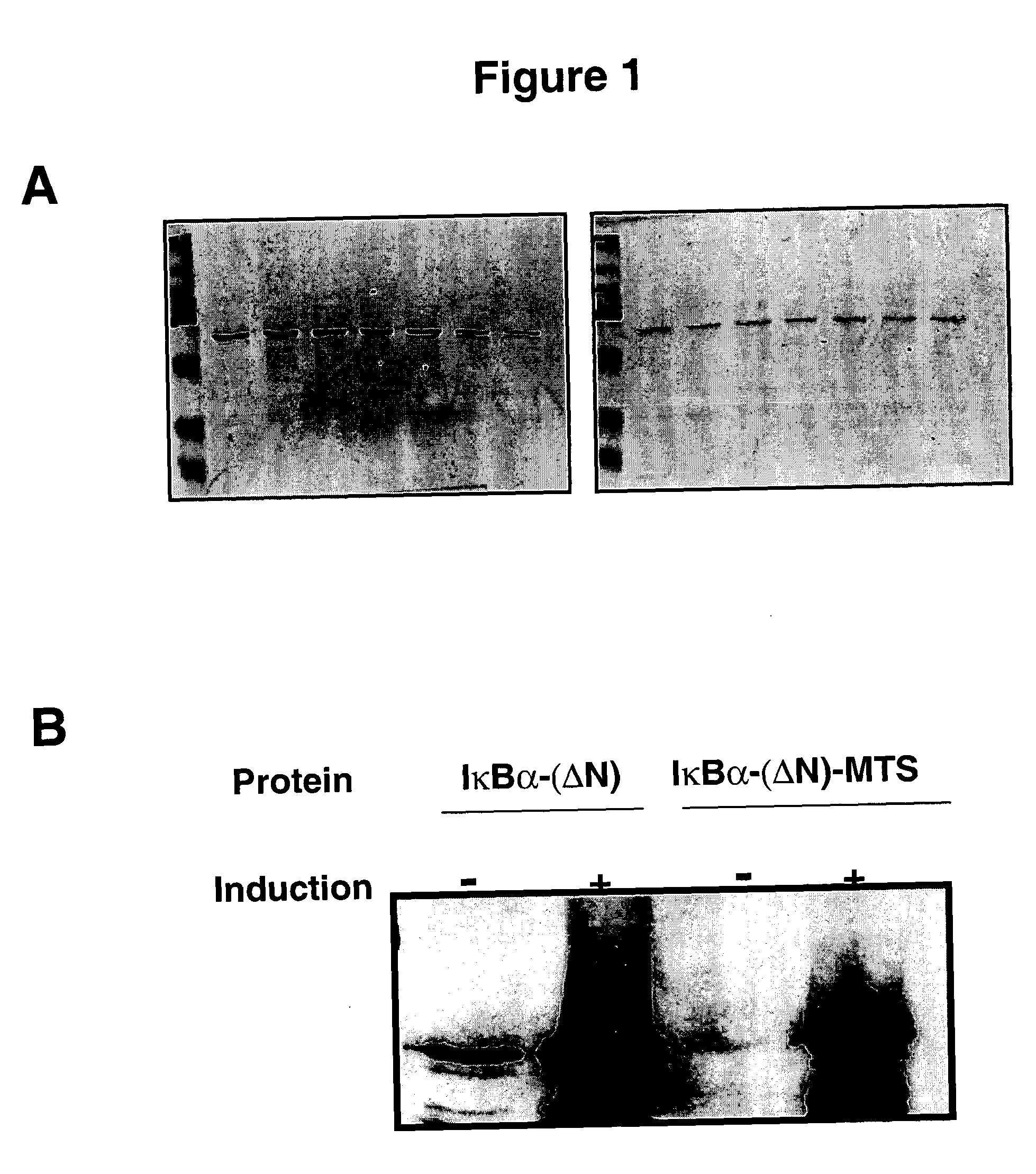 Fusion proteins with a membrane translocating sequence and methods of using same to inhibit an immune response