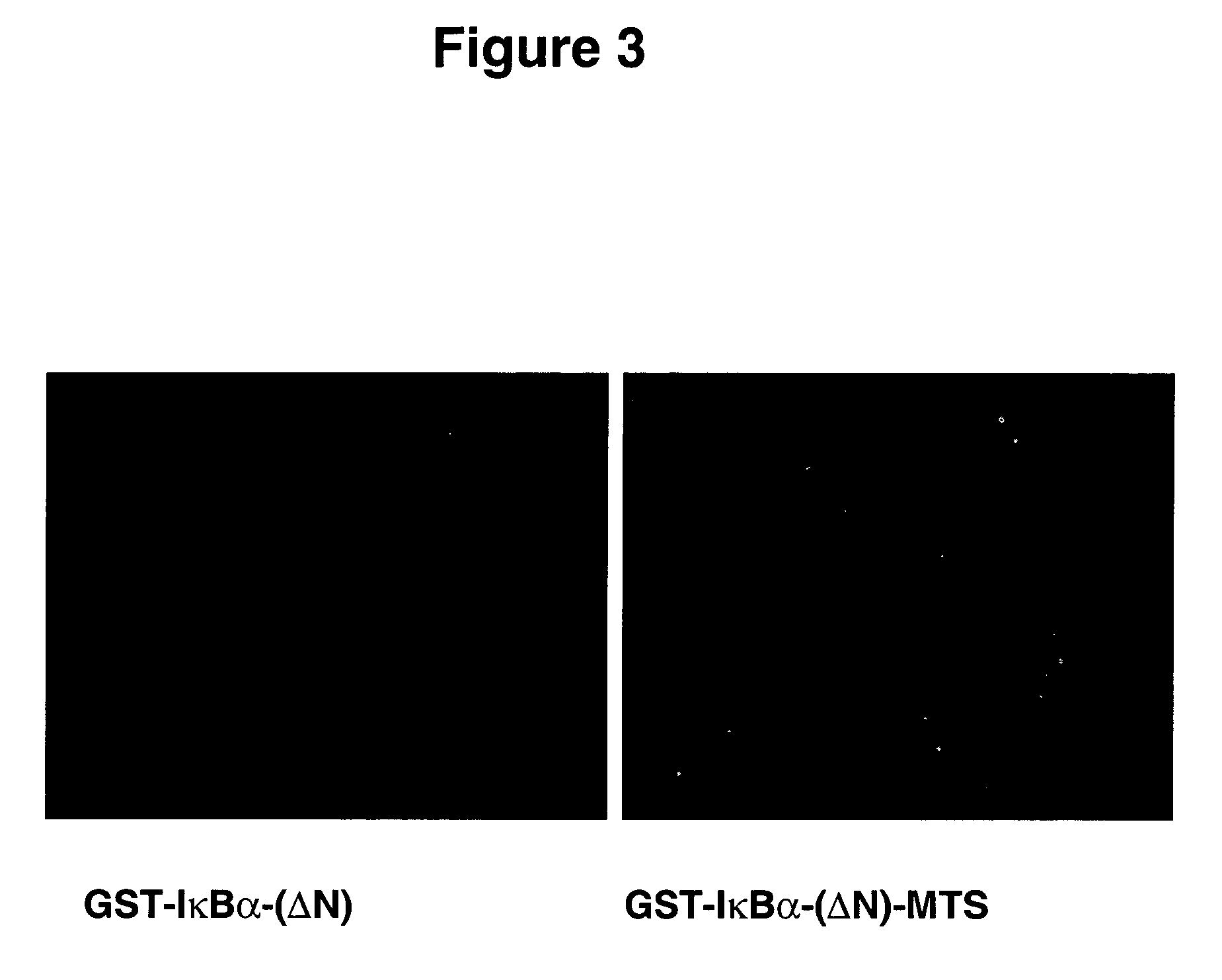 Fusion proteins with a membrane translocating sequence and methods of using same to inhibit an immune response