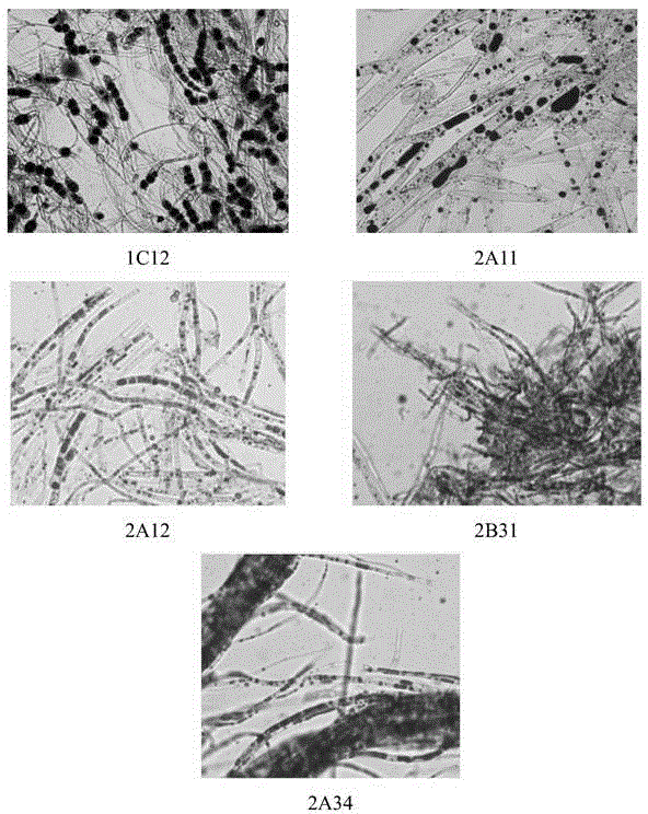Bacterial strain for producing polyunsaturated fatty acids and screening method thereof