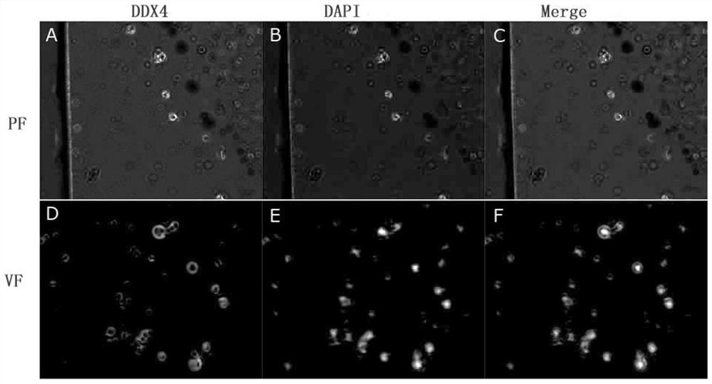 In-vitro culture method for cryopreserved bovine spermatogenic cells