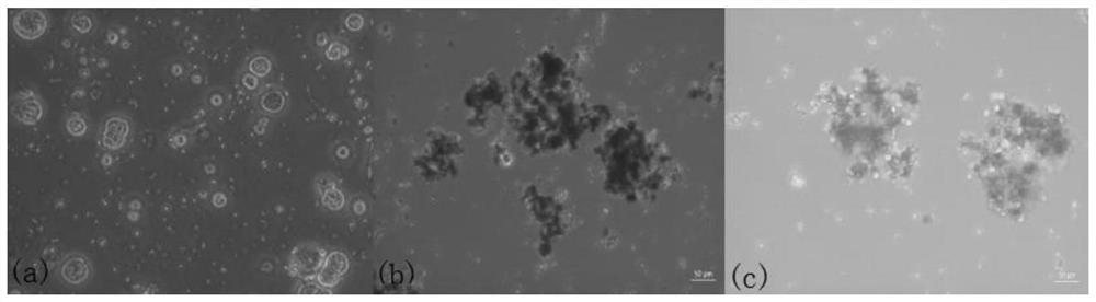 In-vitro culture method for cryopreserved bovine spermatogenic cells