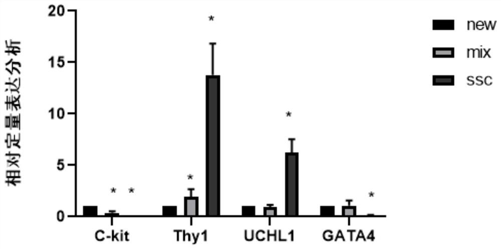 In-vitro culture method for cryopreserved bovine spermatogenic cells